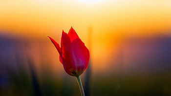 Tulip in dawn, tulip, flowers, nature, spring HD wallpaper