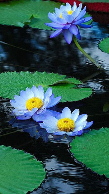 Water Lily, Light Blue Flower HD phone wallpaper