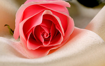 Plants, Flowers, Roses HD wallpaper