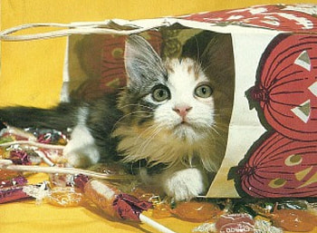 A kitten in a halloween bag, kitten, halloween, bag, cute, candy HD wallpaper