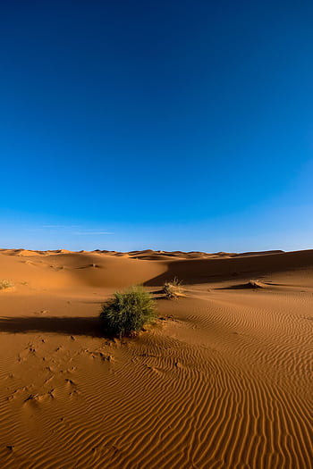 Expansive sand dunes under a clear blue sky in Ksar Tanamouste, Morocco. HD phone wallpaper