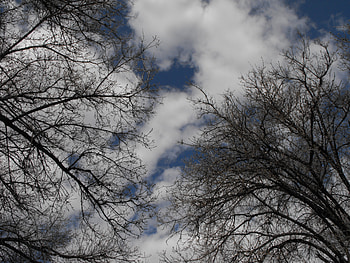 Beautiful Day Through Trees, through, , clouds, trees, sky, sun, buautiful, tree HD wallpaper
