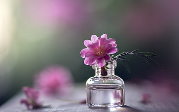 ღ, Bottle, Flower, Bubb, Acro HD wallpaper