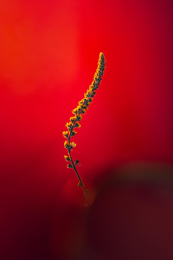 Flowers, Plant, Macro, Stem, Stalk HD phone wallpaper