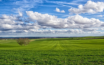 Land of Bread, clouds, corn, spring, field HD wallpaper