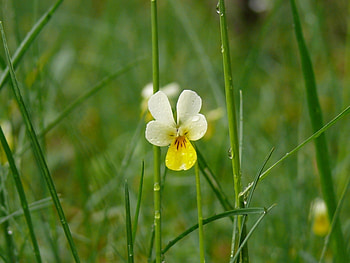 Plants, Flowers HD wallpaper