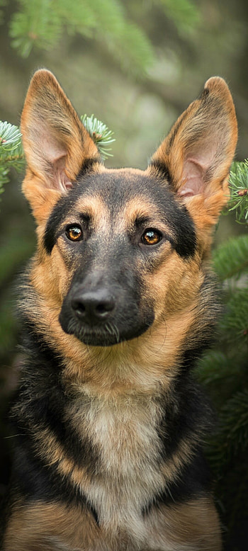German Shepherd, Elegant and powerful, Striking presence, Canine greatness HD phone wallpaper