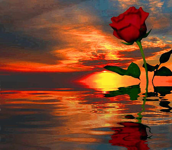 sunset rose reflection. jpg, rose, nature, water, sunset HD wallpaper
