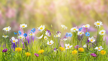 Spring flowers, Blooming blossoms, Nature's renewal, Seasonal beauty HD wallpaper