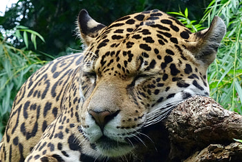 Animals, Jaguar, Predator, Big Cat, Dream, Sleep HD wallpaper
