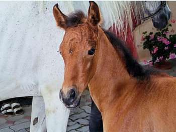 The Brown Baby Horse, nature, baby horses, white horses, arabians HD wallpaper