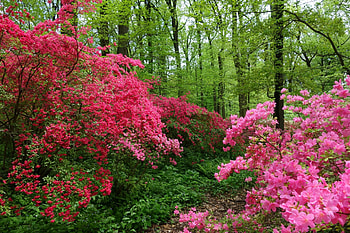 Springtime In The Forest, path, blossoms, trees, flowers, Spring, forest, Delaware HD wallpaper