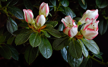 Plants, Flowers HD wallpaper
