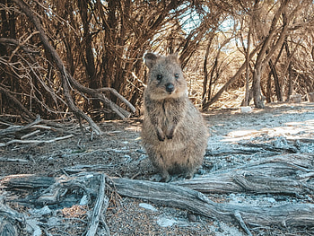 Jana Meerman's quokka encounter, Rottnest Island visit, Memorable quokka , graphic souvenir HD wallpaper