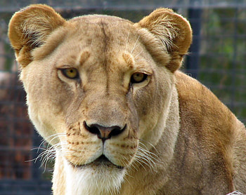miss lioness, cool, cat, lion, wild life HD wallpaper