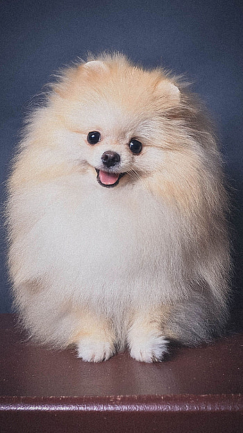 Pomeranian Dog, Cute, Pomeranian HD phone wallpaper