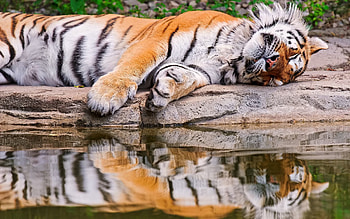Animals, Water, Reflection, To Lie Down, Lie, Predator, Tiger HD wallpaper