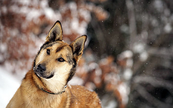 Animals, Snow, Glare, Dog, Muzzle HD wallpaper