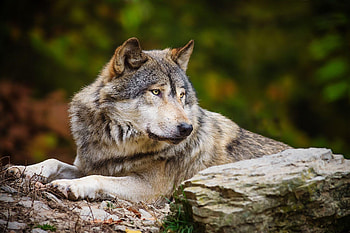 Gray Wolf, Stunning , Top-rated predator, Captivating nature HD wallpaper