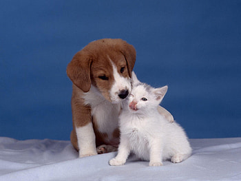 Animals, Kitty, Kitten, Puppy, Care HD wallpaper