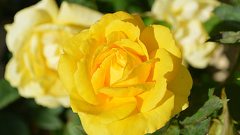 Rose Bud, rose, flowers HD wallpaper