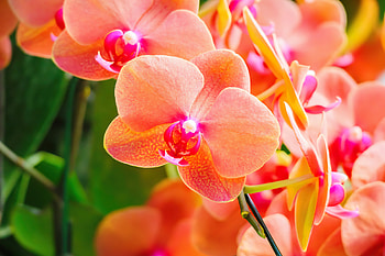 Moth orchids, garden, beautiful, flowers, orchids, orange HD wallpaper