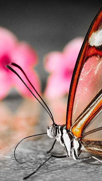 H D, Butterfly, pink flower HD phone wallpaper