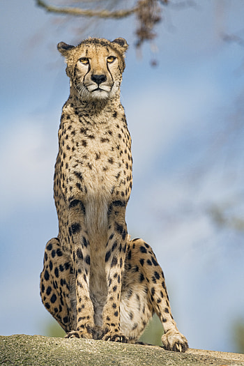 Animals, Cheetah, Predator, Big Cat, Sight, Opinion HD phone wallpaper