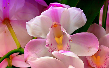 *Queen of Cattleya*, beloved valentines, graphy, colors, spring, petals, sweet, lovely still life, beautiful, seasons, creative pre-made, love four seasons, still life, pink, cool, cattleya, softness beauty, nature, flowers, lovely HD wallpaper