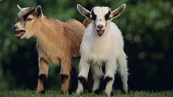 Goat , Majestic goats, Stunning goat , Beautiful animal backgrounds HD wallpaper