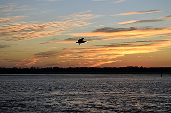 Animals, Sunset, Lake, Bird, Flight, Pelican HD wallpaper