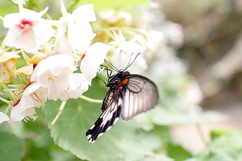 Close-up of a butterfly resting on vibrant white flowers in natural light. HD wallpaper