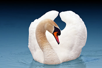 Animals, Bird, Wings, Swan, Grace HD wallpaper