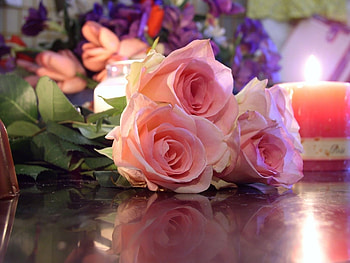 Plants, Flowers, Roses HD wallpaper