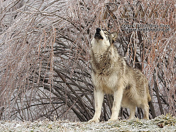 renki howling under ice covered willow branches, willow, renki, wolves, ice HD wallpaper