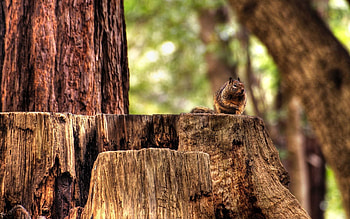 Animals, Autumn, Sit, Forest, Striped, Stump, Penek, Chipmunk HD wallpaper