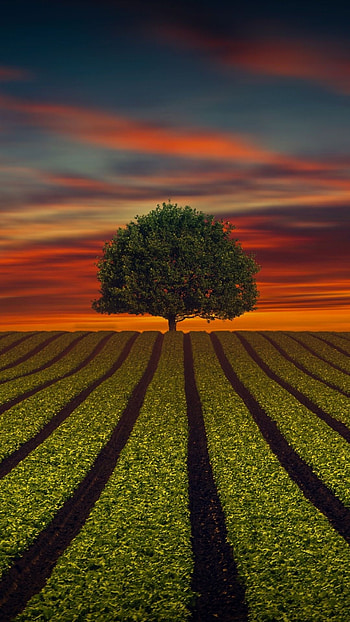 Farm field landscape, Sunset , Tree silhouettes, Natural beauty HD phone wallpaper