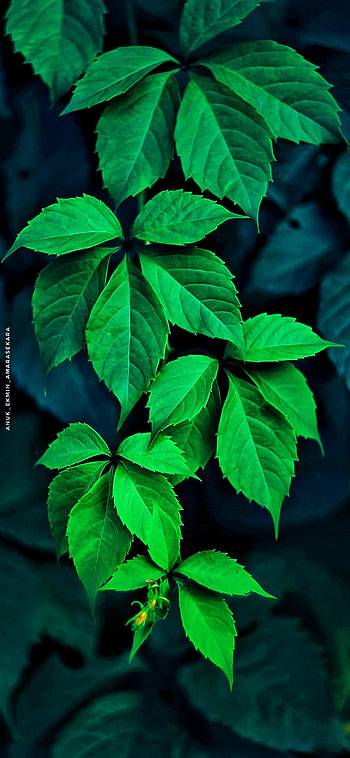 Leaves, jbl, ANUK_EKMIN_AMARASEKARA HD phone wallpaper