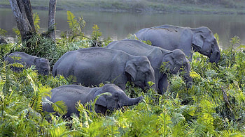 Gabon Travels, Asian elephant , High definition, Stunning visuals HD wallpaper
