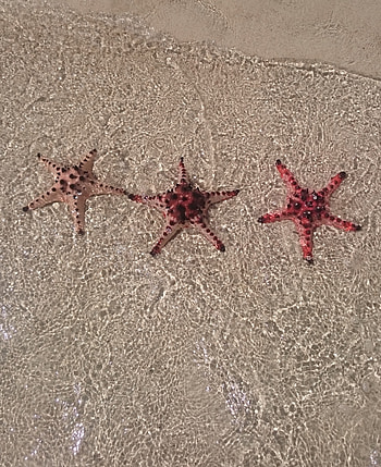 Beach nature , Summer seashore beauty, Starfish and seashells, Marine invertebrate life HD phone wallpaper