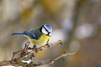 Bird Blue Tit, Nature, Blue Tit, Animal, Bird, Winter, Sweet HD wallpaper