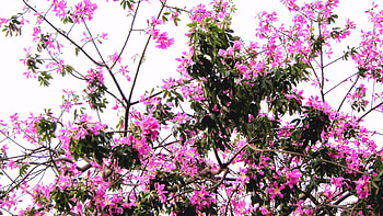 Blooming Flowers, pink, sky, trunk HD wallpaper