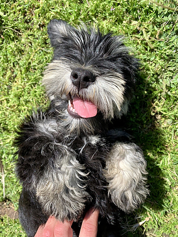 Airedoodle puppies, Stonehaven Park, Playful canines, Puppy love HD phone wallpaper