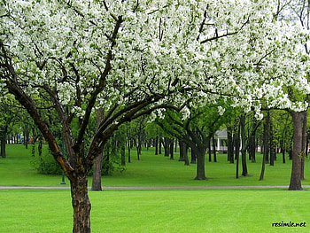 spring orchard, orchard, nature, spring, blossoms HD wallpaper