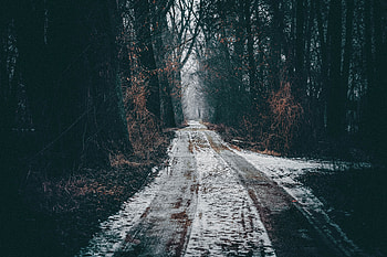 Pathway, nature, forest, dirt, tree HD wallpaper