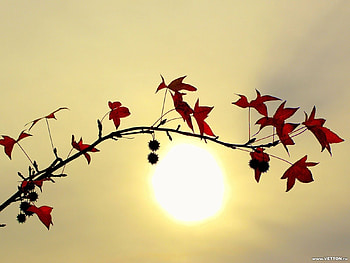 Plants, Leaves, Sun HD wallpaper