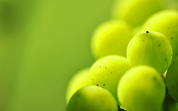 Gooseberry, Plant, Macro, Shine, Light, Blur, Smooth, Berry HD wallpaper