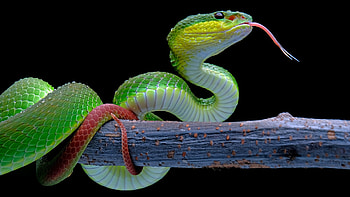 Green Snake On Tree Wood In Black Background Snake HD wallpaper