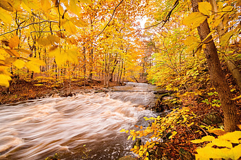 Nature, Rivers, Trees, Autumn, Forest HD wallpaper
