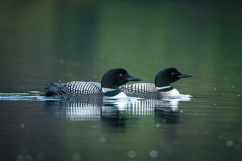 Common loon, Gavia immer, iNaturalist, Luxembourg HD wallpaper